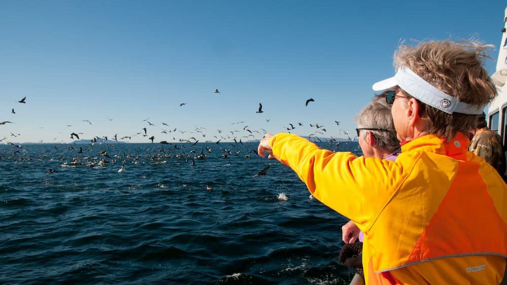 People looking at birds flocking from the ocean