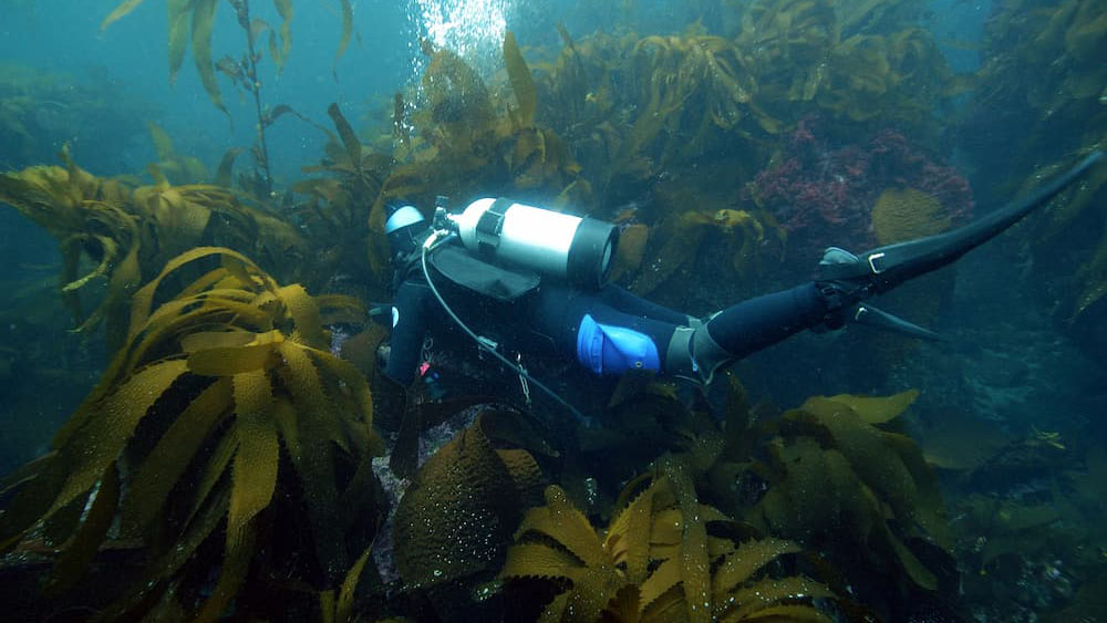 Diver explores kelp understory in Channel Islands National Marine Sanctuary