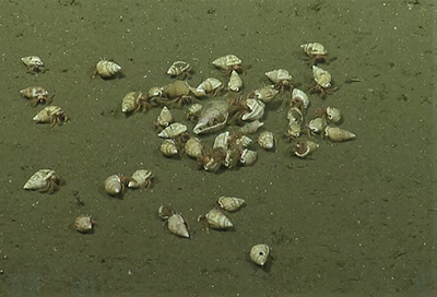 hermit crabs on the seafloor
