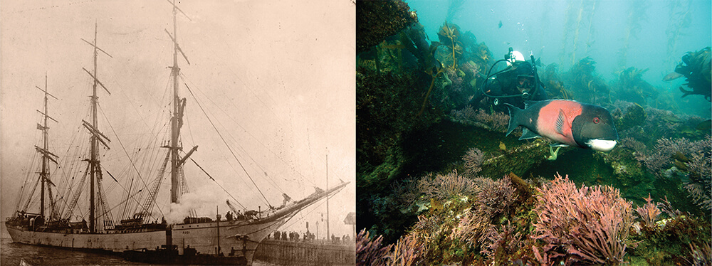 left: a black and white photo of a 3 masted ship; right: a diver swims above a shipwreck with a seabass nearby