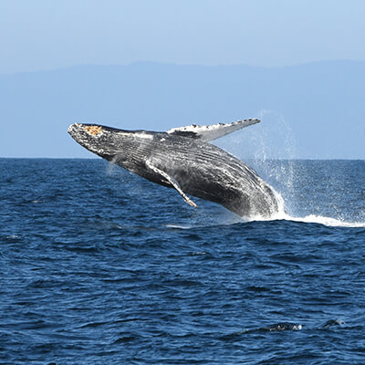 A breaching whale